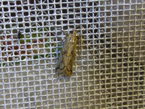 Pempelia genistella